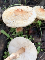 Lepiota cristata