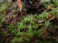 Funaria hygrometrica
