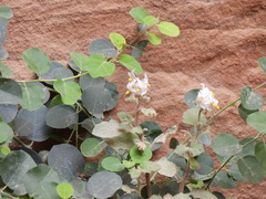 Capparis zoharyi