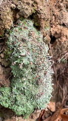 Cladonia peziziformis