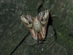 Actinotia polyodon