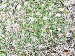 Leptinella dioica