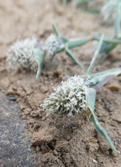 Sporobolus aculeatus