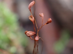 Funaria hygrometrica