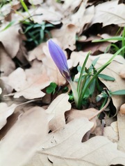Crocus carpetanus