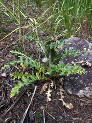 Cirsium pulcherrimum