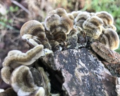 Auricularia mesenterica