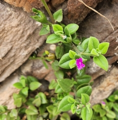 Mesembryanthemum cordifolium