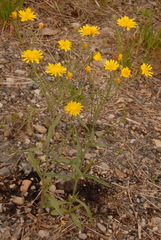 Crepis tectorum