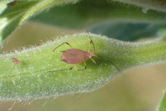 Macrosiphum gaurae