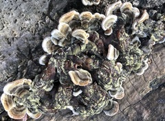 Auricularia mesenterica