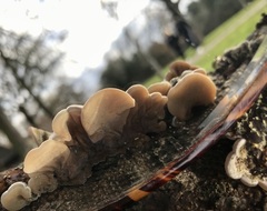 Auricularia mesenterica