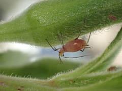 Macrosiphum gaurae