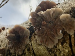 Auricularia mesenterica
