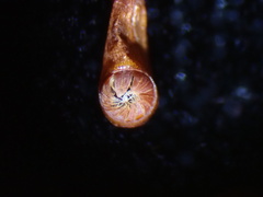 Funaria hygrometrica