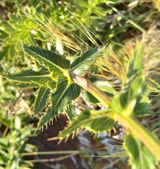 Berkheya radula