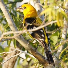 Pheucticus chrysopeplus