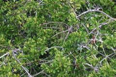 Laguncularia racemosa
