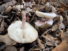 Lepiota decorata