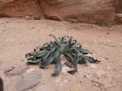 Zilla spinosa