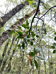 Peraxilla colensoi