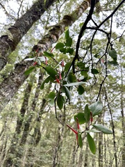 Peraxilla colensoi