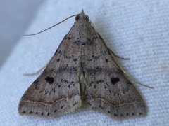 Bleptina caradrinalis