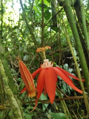 Passiflora vitifolia