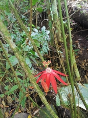 Passiflora vitifolia