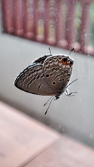 Luthrodes pandava
