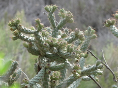 Cylindropuntia