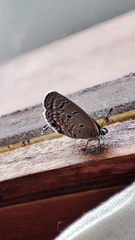 Luthrodes pandava