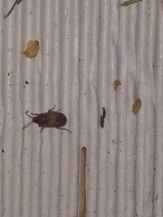 Megalonotus sabulicola