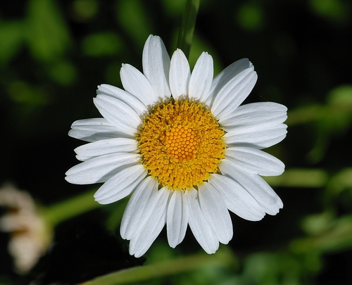 Portuguese daisy (Leucanthemum lacustre)