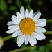 Leucanthemum lacustre - Photo (c) Alvesgaspar, algunos derechos reservados (CC BY-SA)