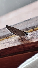 Luthrodes pandava