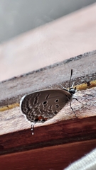Luthrodes pandava