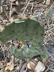 Opuntia gilvescens