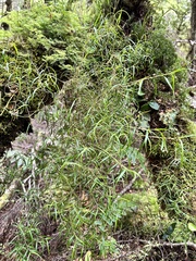 Dendrobium cunninghamii