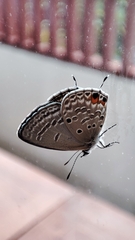 Luthrodes pandava