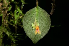Lepanthes deformis