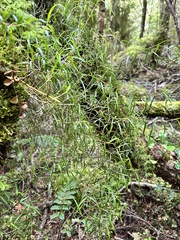 Dendrobium cunninghamii