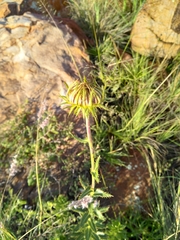 Berkheya radula