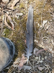 Alisterus scapularis