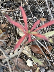 Stillingia texana