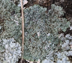 Protoparmeliopsis muralis