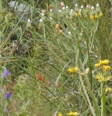 Crepis vesicaria