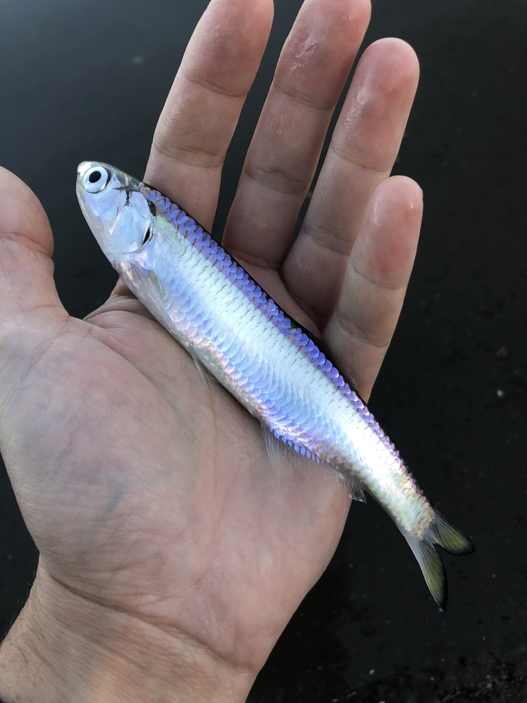 Marini's anchovy (Anchoa marinii) — Engraulidae