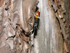 Ichneumon devinctor