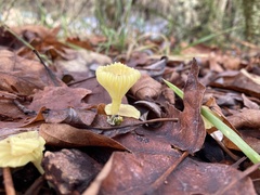 Chrysomphalina grossula